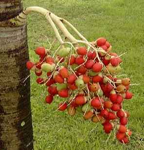 AUB Landscape Plant Database