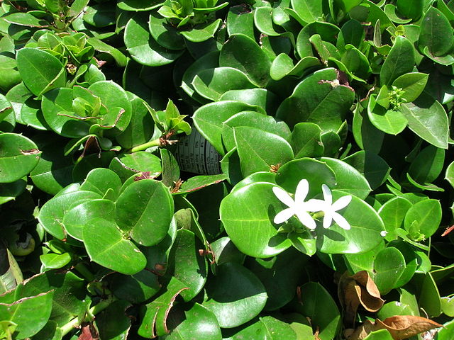 AUB Landscape Plant Database