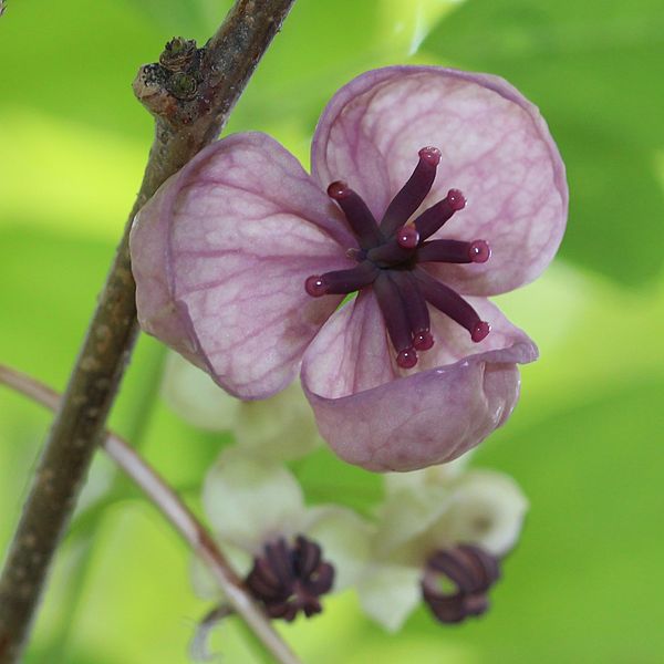 AUB Landscape Plant Database