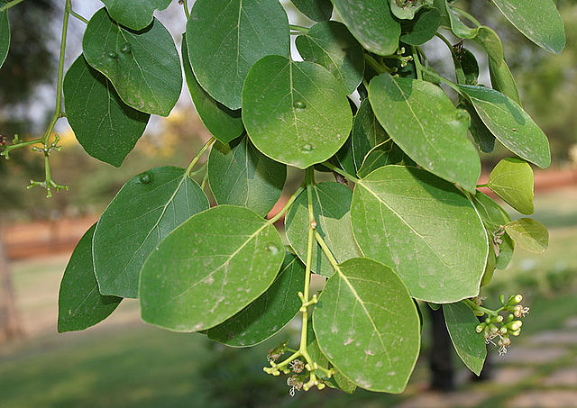 AUB Landscape Plant Database
