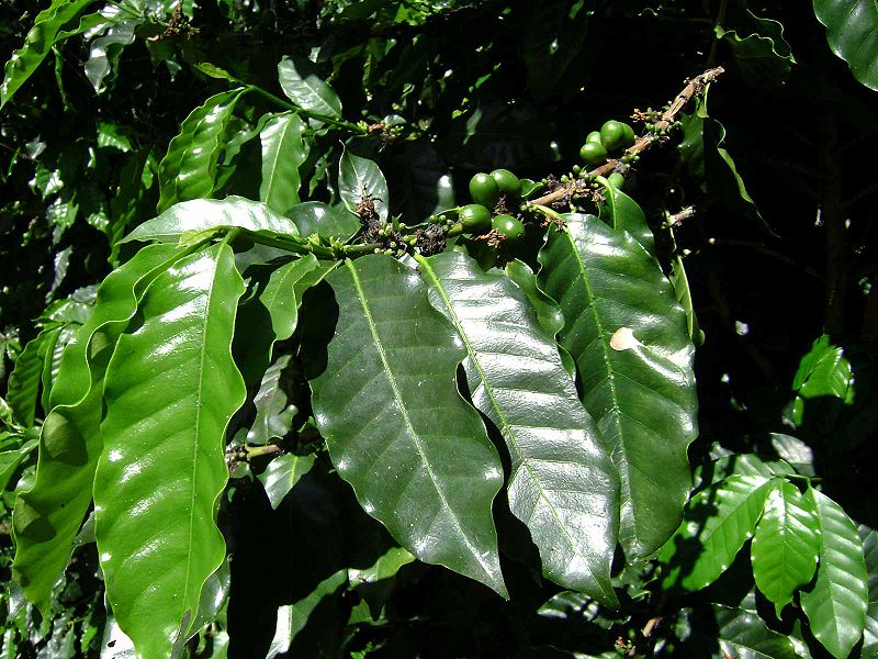 AUB Landscape Plant Database