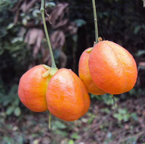 AUB Landscape Plant Database