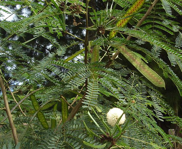 AUB Landscape Plant Database