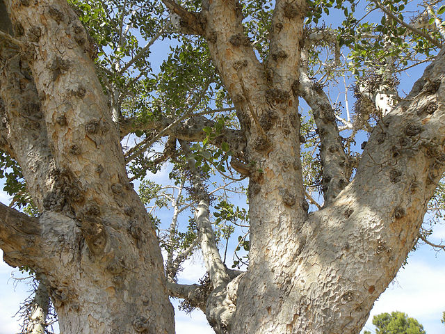 AUB Landscape Plant Database
