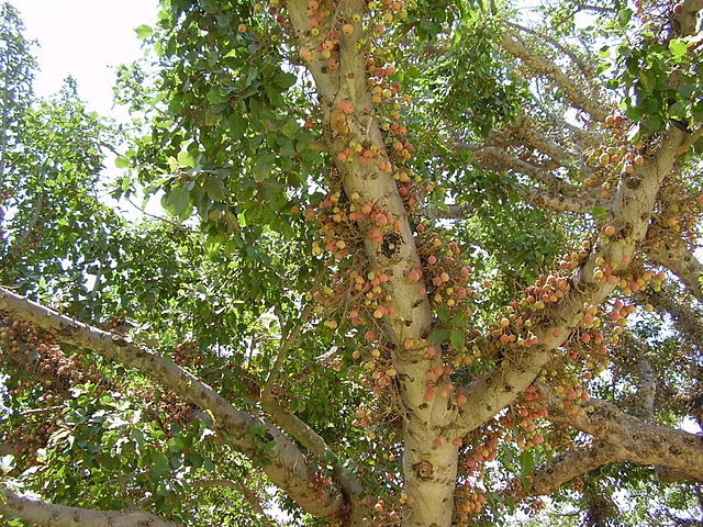 AUB Landscape Plant Database