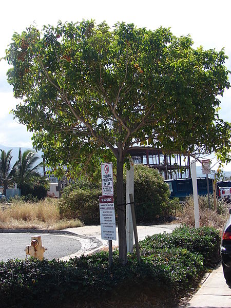 AUB Landscape Plant Database