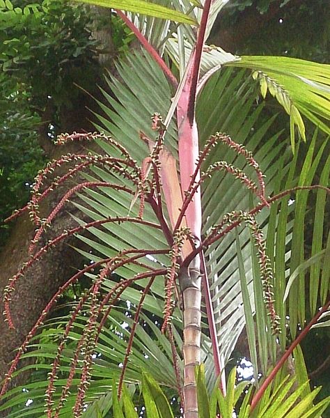 AUB Landscape Plant Database