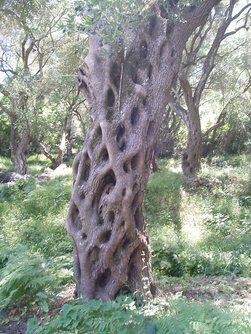 AUB Landscape Plant Database