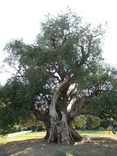 AUB Landscape Plant Database