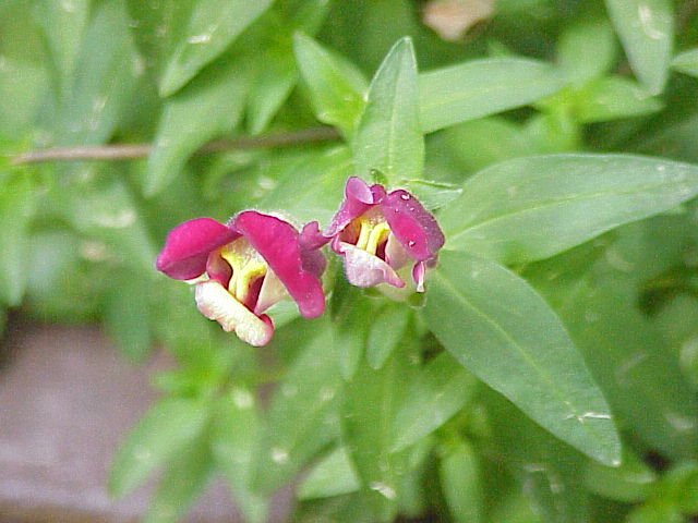AUB Landscape Plant Database