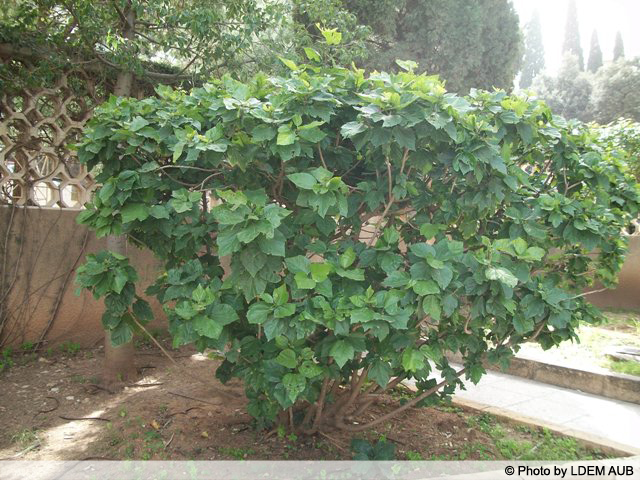 AUB Landscape Plant Database