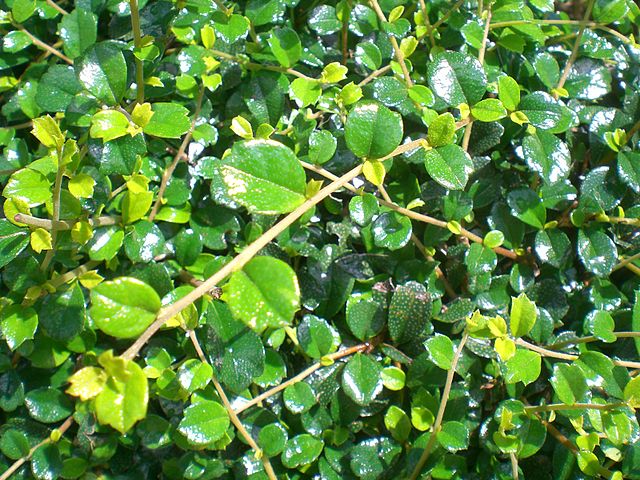 AUB Landscape Plant Database