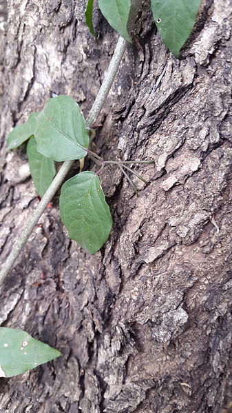 AUB Landscape Plant Database