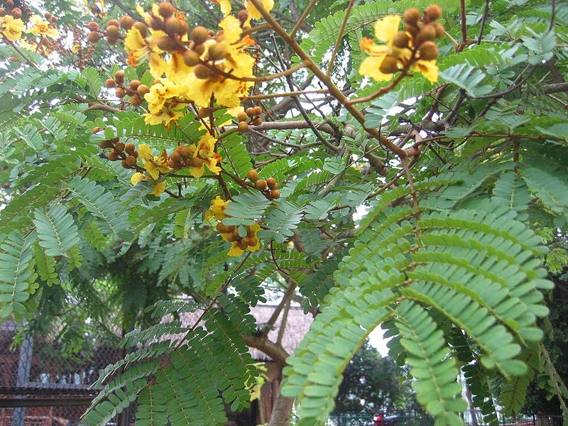 AUB Landscape Plant Database