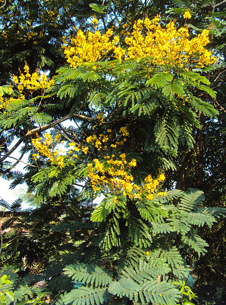 AUB Landscape Plant Database